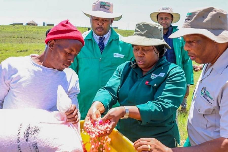 King Cetshwayo District Champion MEC Bongiwe Sithole-Moloi Wrapped Up The Planting Season Rollout Successfully In Nkandla Municipality